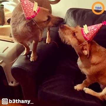 Cette chienne rencontre “son jumeau”, sa maîtresse l’adopte