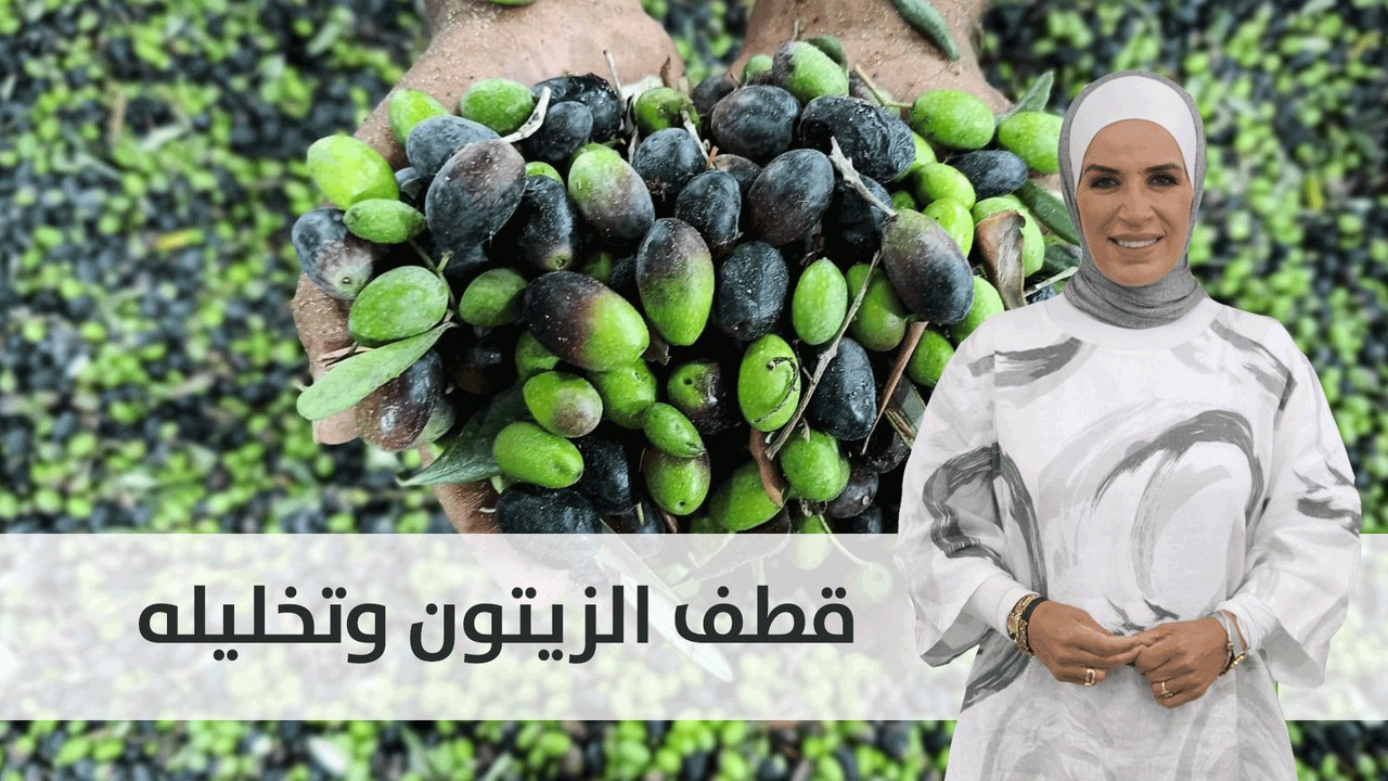 التوقيت المناسب لقطف الزيتون