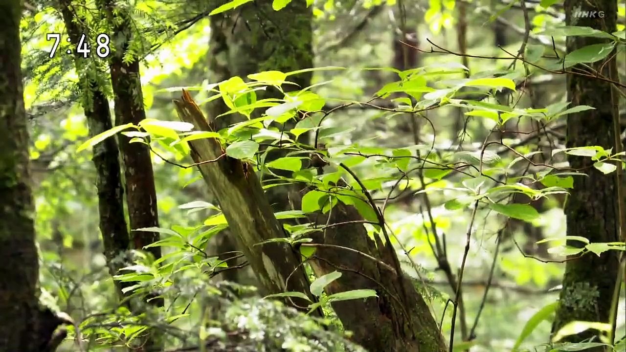 さわやか自然百景「長野　乗鞍高原」
