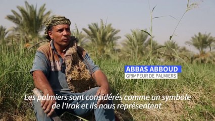 Irak: "grimpeur de palmiers", profession millénaire en lutte pour sa survie
