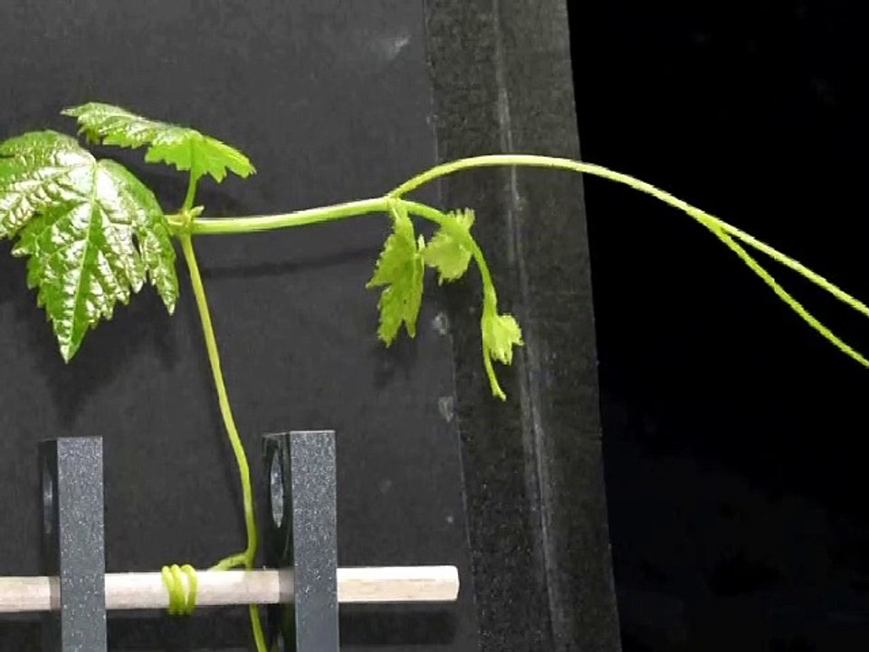 pulling tendril