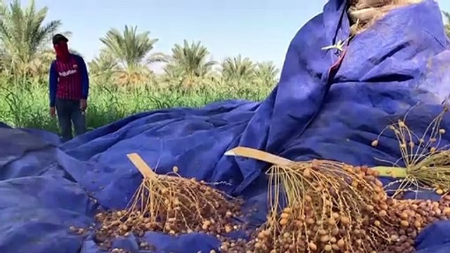 صاعود النخلة ... مهنة تراثية عراقية تواجه خطر الاندثار