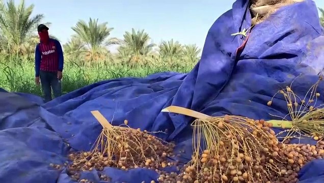 صاعود النخلة ... مهنة تراثية عراقية تواجه خطر الاندثار