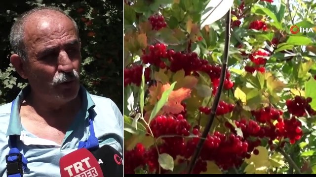 Doğada Kendiliğinden Yetişen 'Gilaburu Meyvesi' Şifa Dağıtıyor