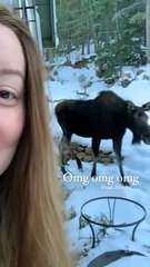 Moose Family Enjoys Halloween Treats