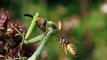 Wasp Annoying Praying Mantis While Eating in 4K
