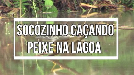 Socozinho caçando peixe na lagoa 