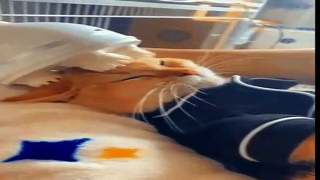 Aventuras Adorables: Travesuras de Gatitos Tiernos y Juguetones