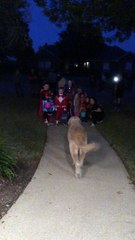 Dog Delivers Halloween Treats