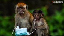 Fotos de un macaco que intenta devorar un tapabocas conmueven al mundo