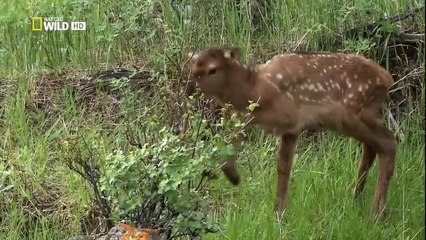 Wild Yellowstone - She Wolf