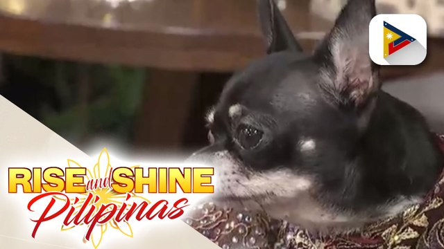 Aso na si Coco Chanel, kauna-unahang representative ng Pilipinas sa New York Pet Fashion Show 2020