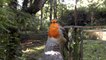 Robin Bird Song - Singing with Passion - The Loudest Robin Ever