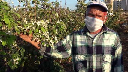 Armutlar Kasım ayında çiçek açtı