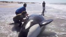 Rescue of 7 Orcas  - 7 Orcas stranded in La Caleta beach (Buenos Aires / Argentina)