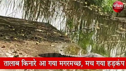 तालाब में आतंक मगरमच्छ, वायरल वीडियो