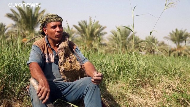 شاهد: صاعود النخلة ... مهنة تراثية عراقية تواجه خطر الاندثار