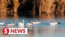 Wetlands in Inner Mongolia- a haven for migratory birds