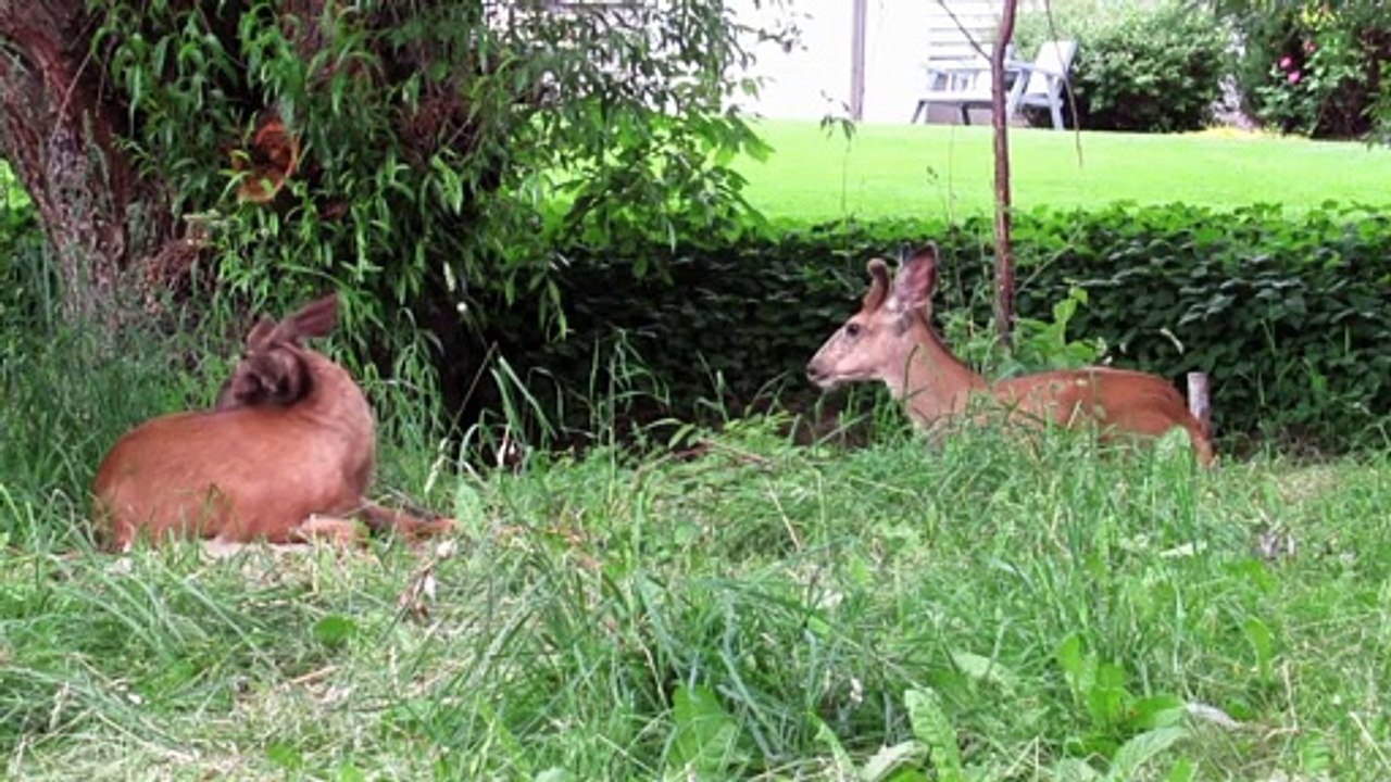 Chillin Out Animals Video