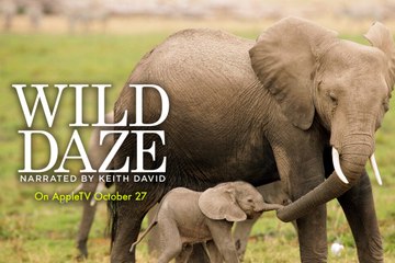 Wild Daze Trailer #1 (2020) Keith David, Jane Goodall Documentary Movie HD