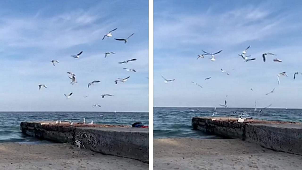 Un chat attrape une mouette