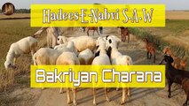 Bakriyan Charana | Sunnat e nabvi | Deen | Islam | Hadees | HD Video