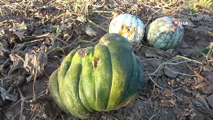 Muş’ta Hasadı Yapılan Kışlık Balkabağı Çiftçinin Geçim Kaynağı Oldu