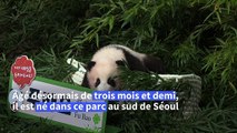 Fu Bao, bébé panda né en Corée du Sud, fait sa 1ère sortie en public