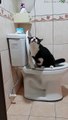 Clever Kitty Uses Toilet