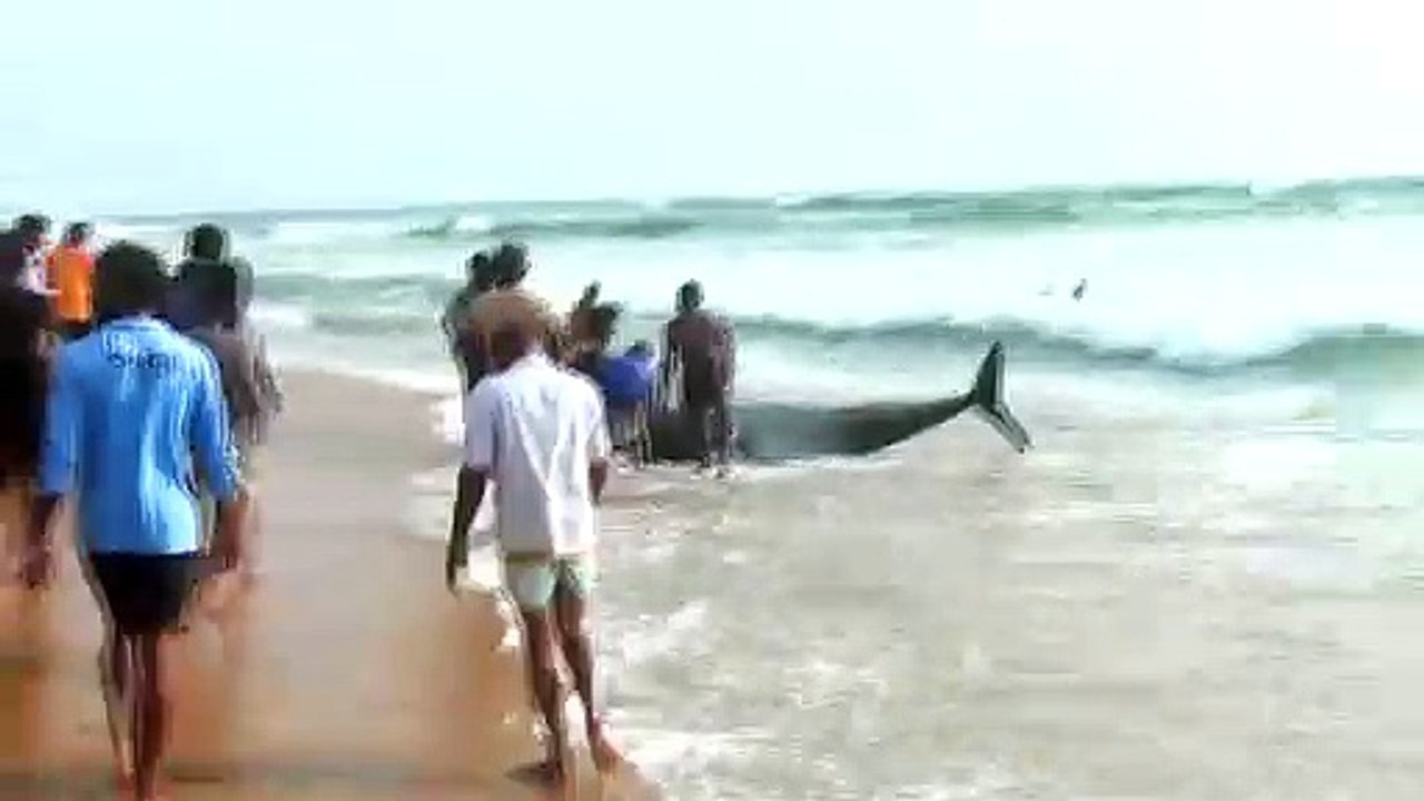 Sri Lanka: près de 120 "dauphins-pilotes" sauvés après leur échouage