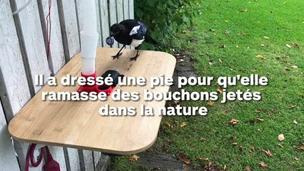 Il dresse une pie pour qu'elle ramène des bouchons jetés dans la nature