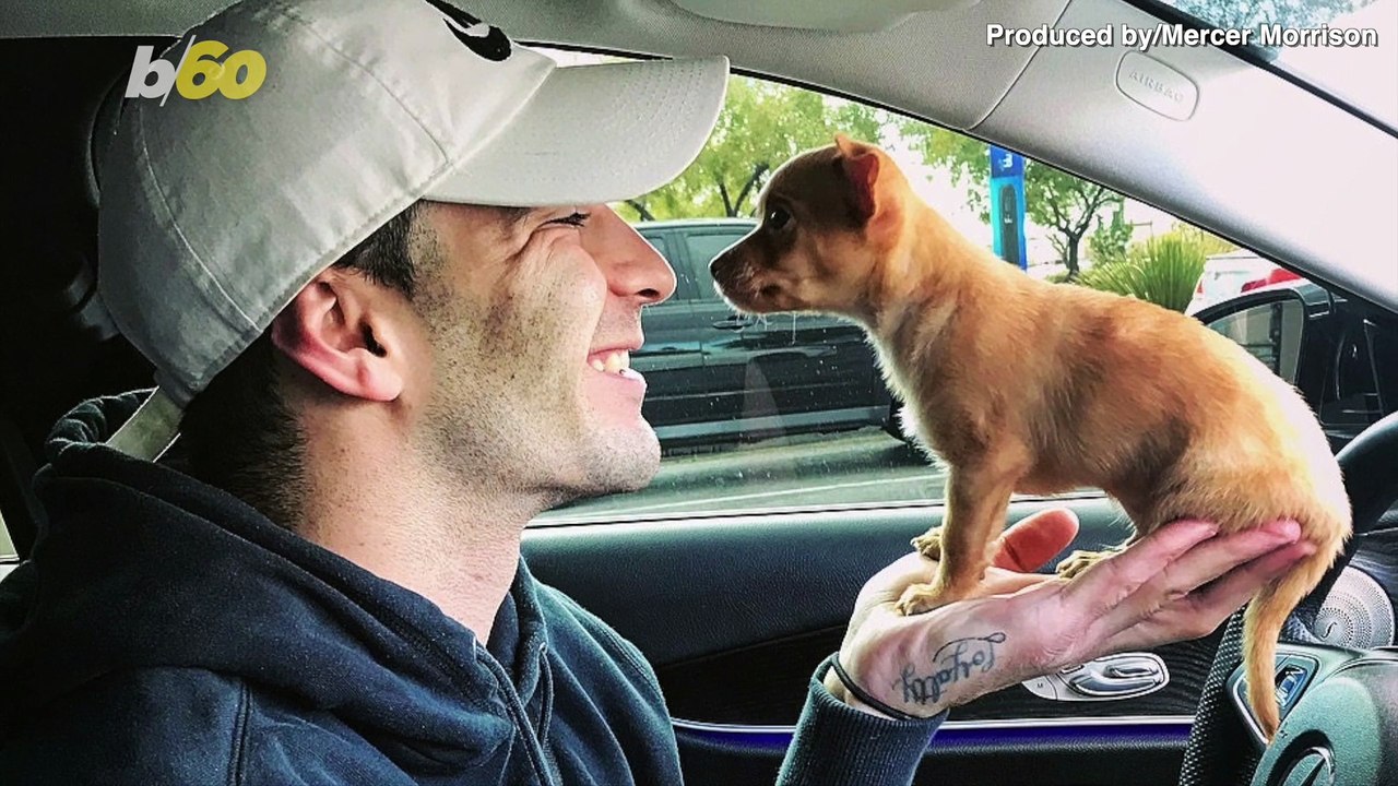 Check Out This Tiny Dog Perform Several Tricks & Stunts Involving a Basketball!