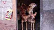 Shocking Video: Over 160 Dogs Rescued From Tiny Hoarding House in Japan