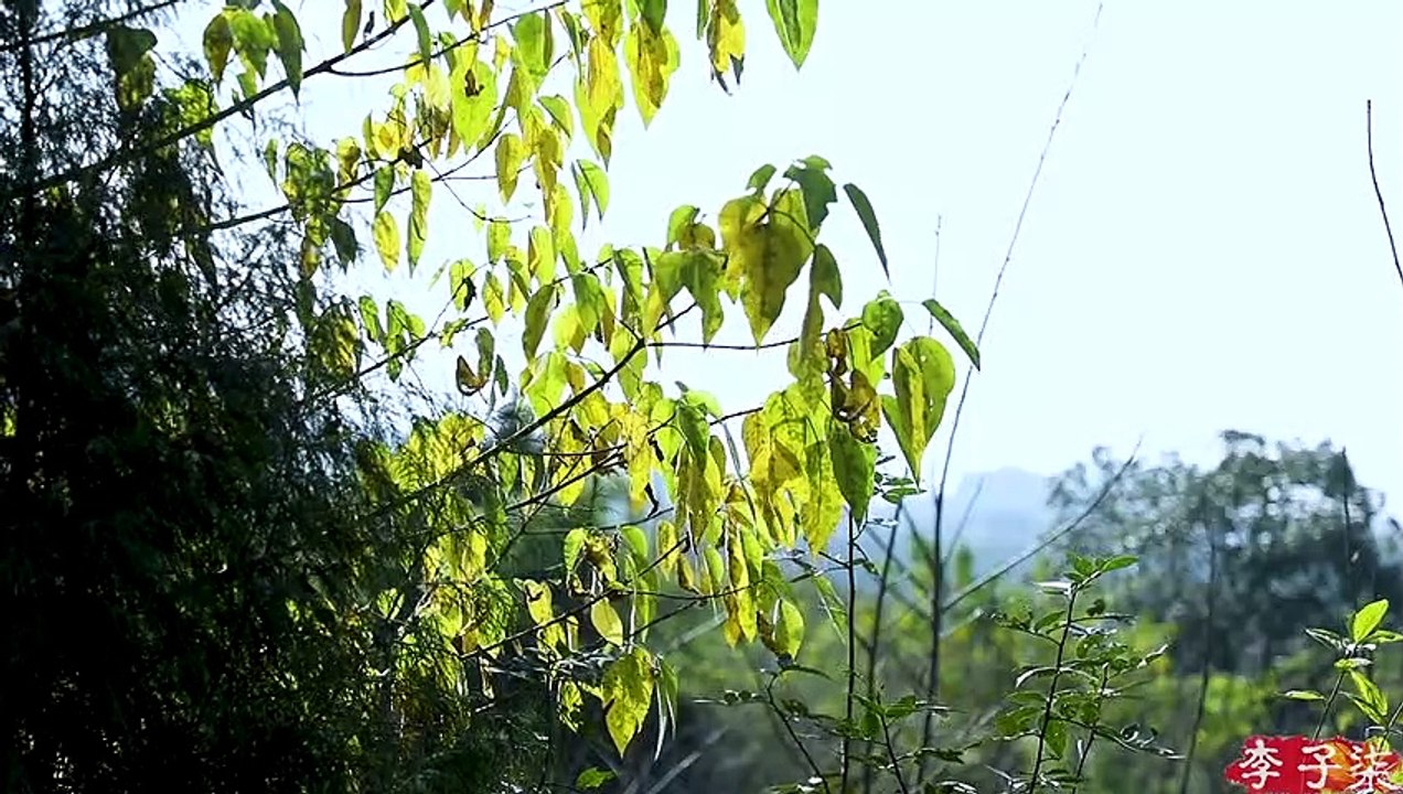 In the cold winter,eat ginger,can warm the whole day 正值寒冬，吃点生姜，就能暖和一整天！ Liziqi Channel