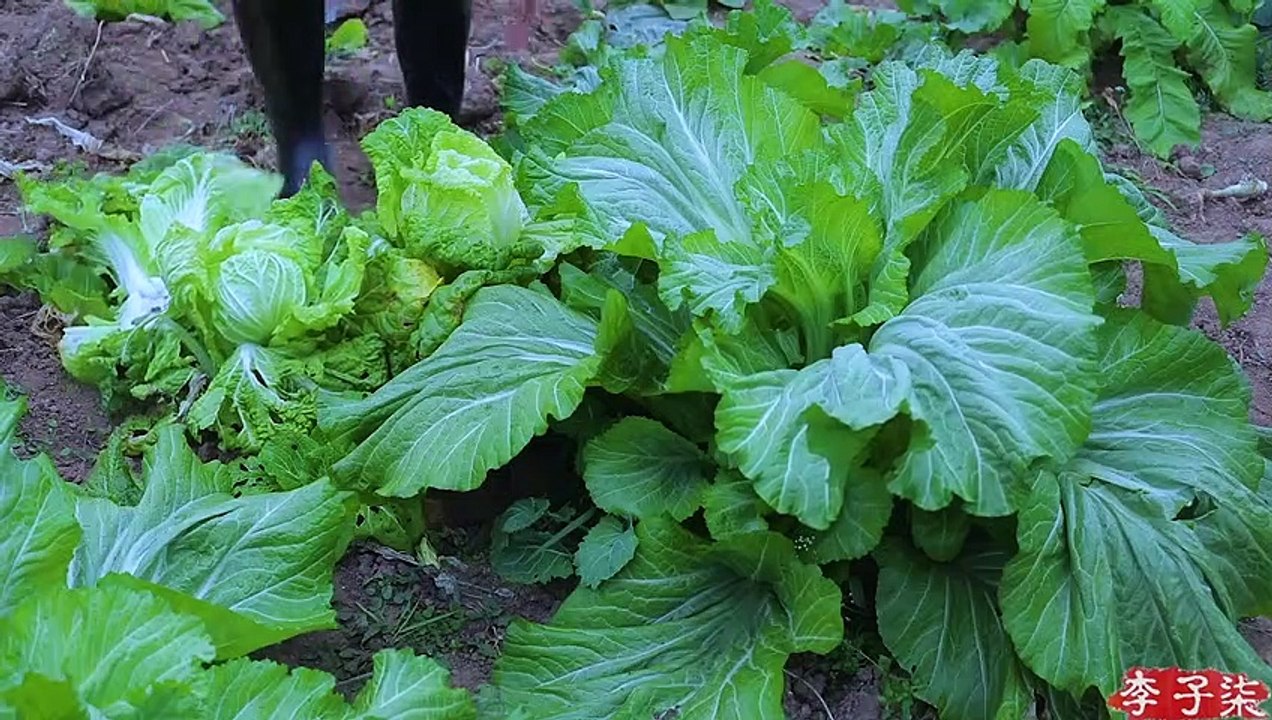 Kimchi, this sweet and sour flavor food will amaze your winter.温暖一冬的酸甜回味——辣白菜Liziqi channel