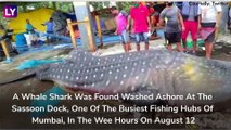 25-Foot-Long Whale Shark Found Washed Ashore At Mumbais Sassoon Dock, Probe Ordered