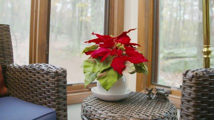 How to Care for Poinsettias