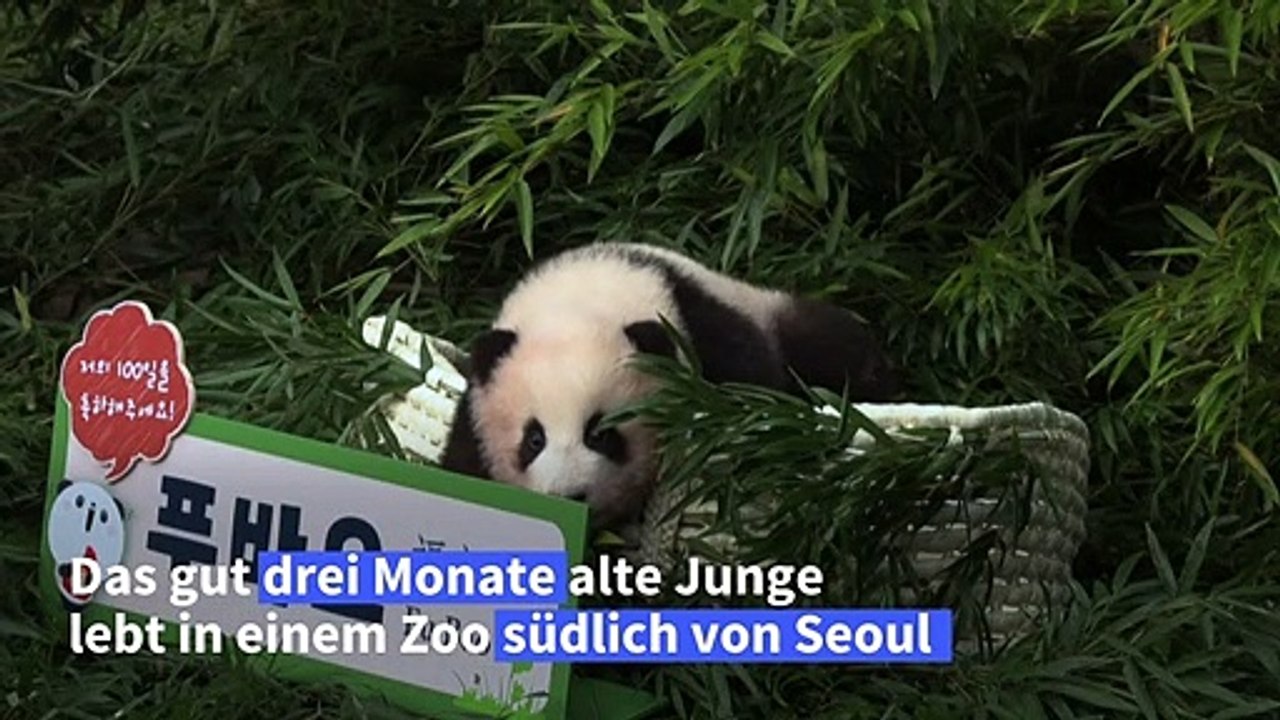 Panda-Baby macht erste Schritte in der Öffentlichkeit