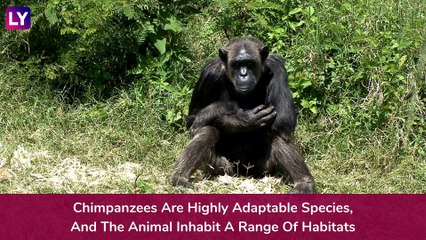 World Chimpanzee Day 2020: Interesting Facts About The Chimps To Celebrate The Magnificent Species