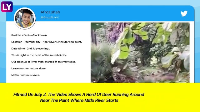 Herd Of Deer Seen Near Mumbais Mithi River As Nature Heals Amid COVID-19 Lockdown, Twitter Amazed
