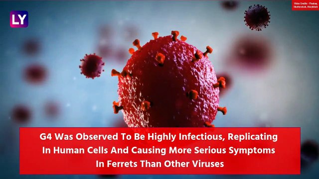 New Swine Flu Discovered In China With Pandemic Potential, All You Need To Know