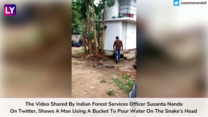 King Cobra Gets A Bath, Hair-Raising Video Goes Viral