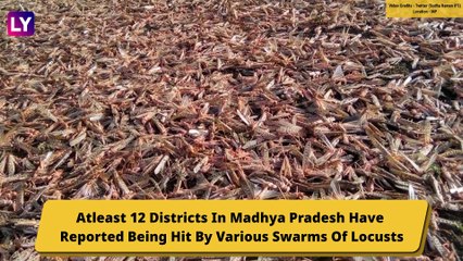 Locust Attack Hits Indian States, Swarms Reach Madhya Pradesh: Know All About This Pest Outbreak