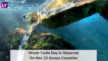 World Turtle Day 2020: Significance of The Day That Raises Awareness About Protecting Turtles