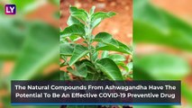 Ashwagandha In Fight Against COVID-19: Know The Benefits Of This Ayurvedic Herb!