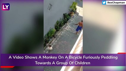 Monkey Attempts To Kidnap Toddler: Rex Chapman Tweets Video Of Primate's Bike-Borne Effort