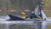 Une baleine avale 2 kayakistes puis les recrache