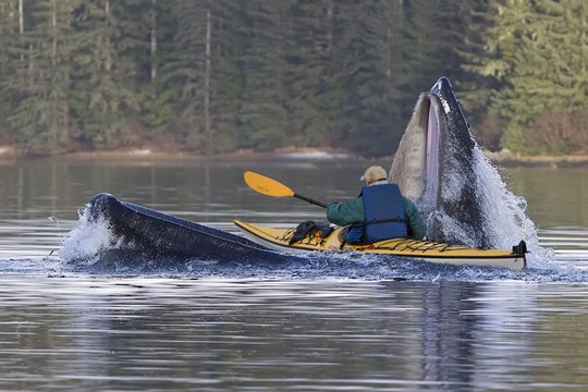 Une baleine avale 2 kayakistes puis les recrache