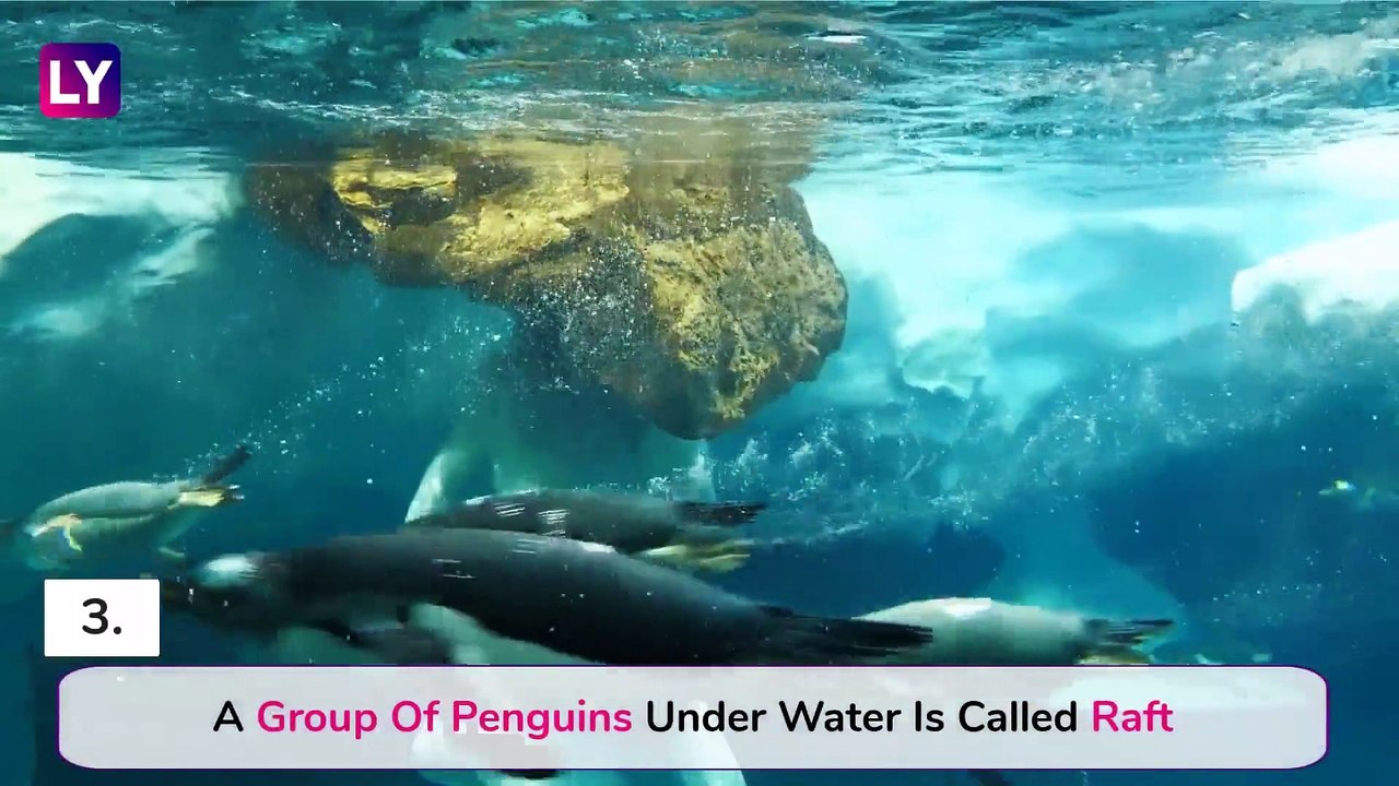 World Penguin Day 2020: 15 Must Know Facts About These Aquatic Flightless Birds
