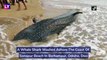 Whale Shark Washed Ashore The Coast Of Sonapur Beach In Odisha, Dies